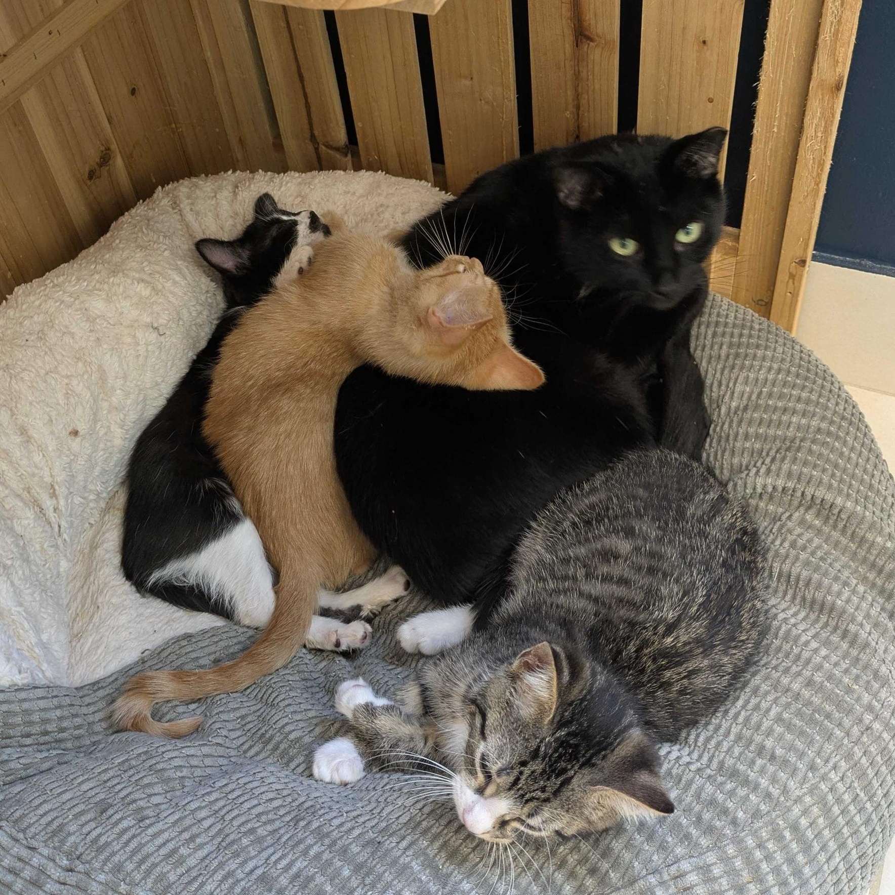 Enlarge Ambassador, a Adoptable Domestic Short Hair in North Haven, CT image 2/5