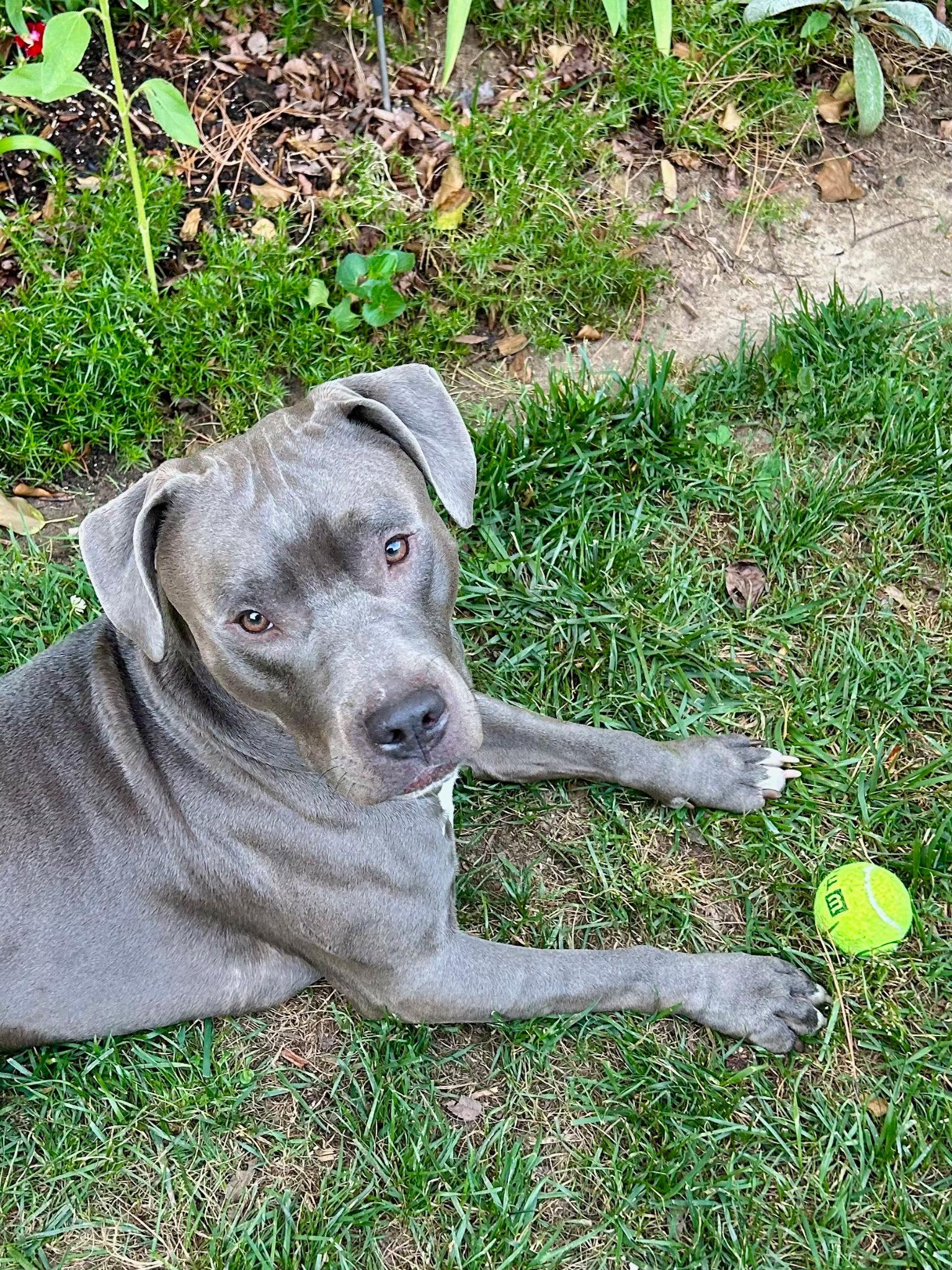 Enlarge Roscoe, a Adoptable Mixed Breed in Durham, NC image 3/3