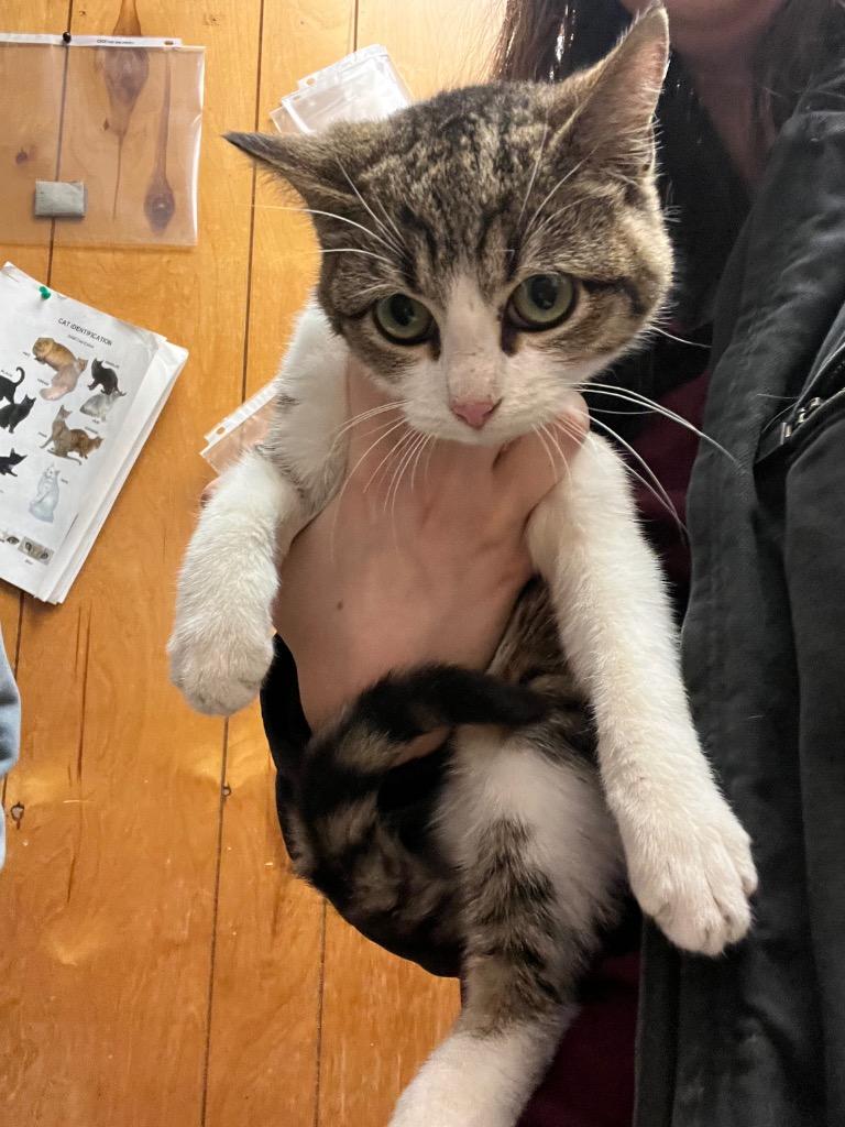 Richie, Adoptable, Young Male Domestic Short Hair.