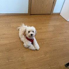 Buttons in WA - ADOPTED, Adopted, Young Male Havanese.