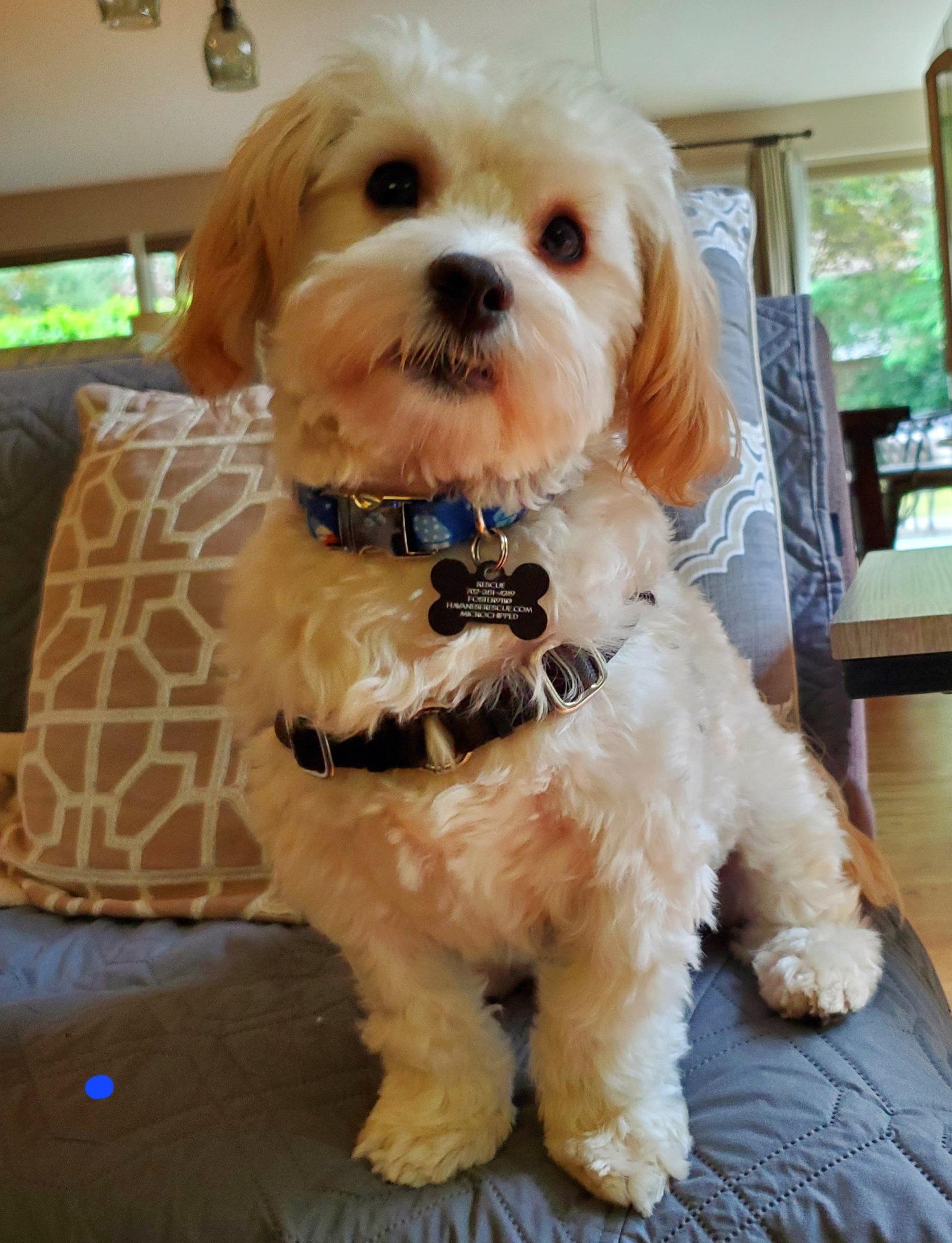 Buttons in WA - ADOPTED, a Adopted Havanese in Cumming, GA image 2/3