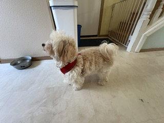Buttons in WA - ADOPTED, a Adopted Havanese in Cumming, GA image 3/3