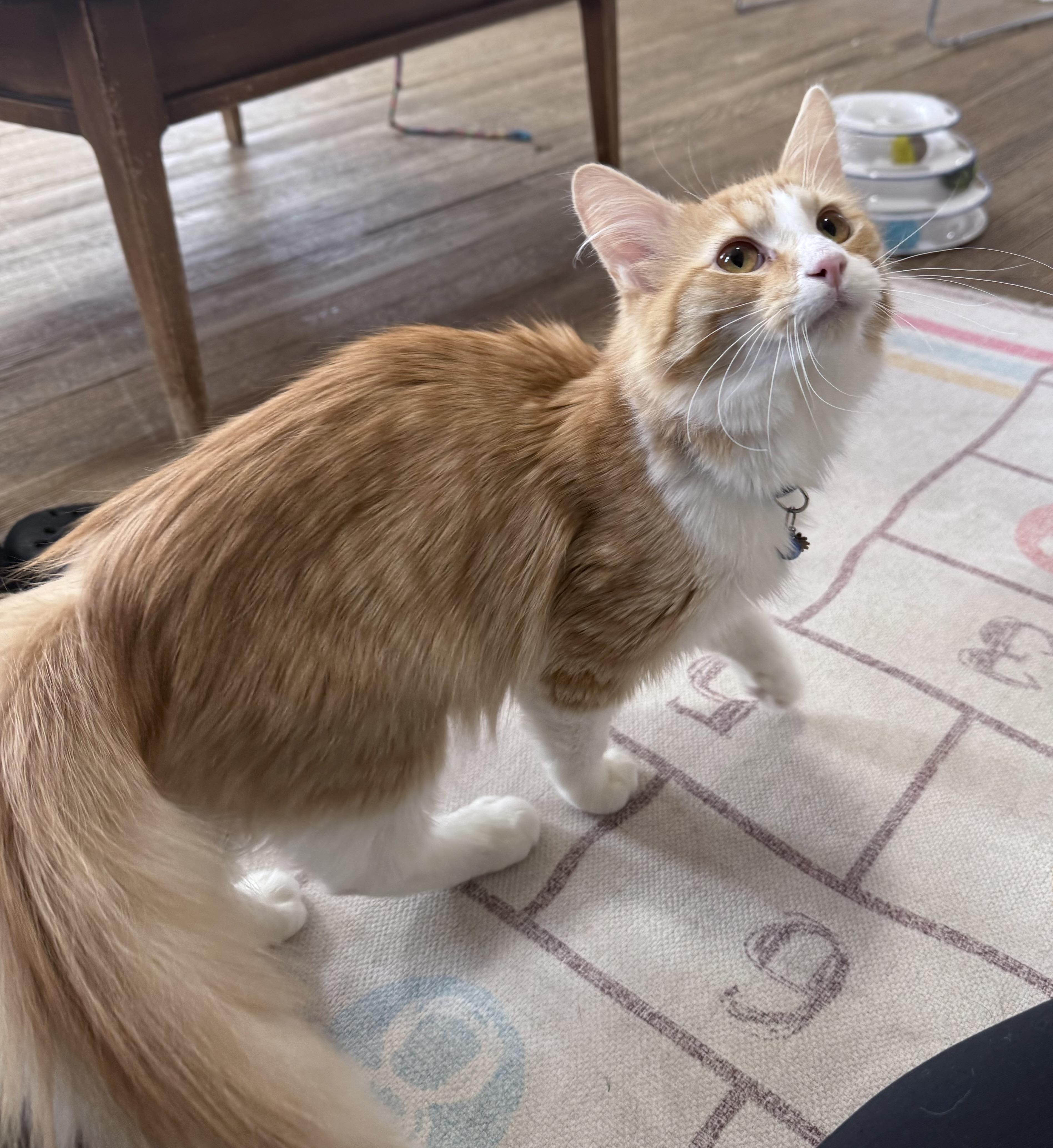 Oof, adopted, Young Male Domestic Long Hair.