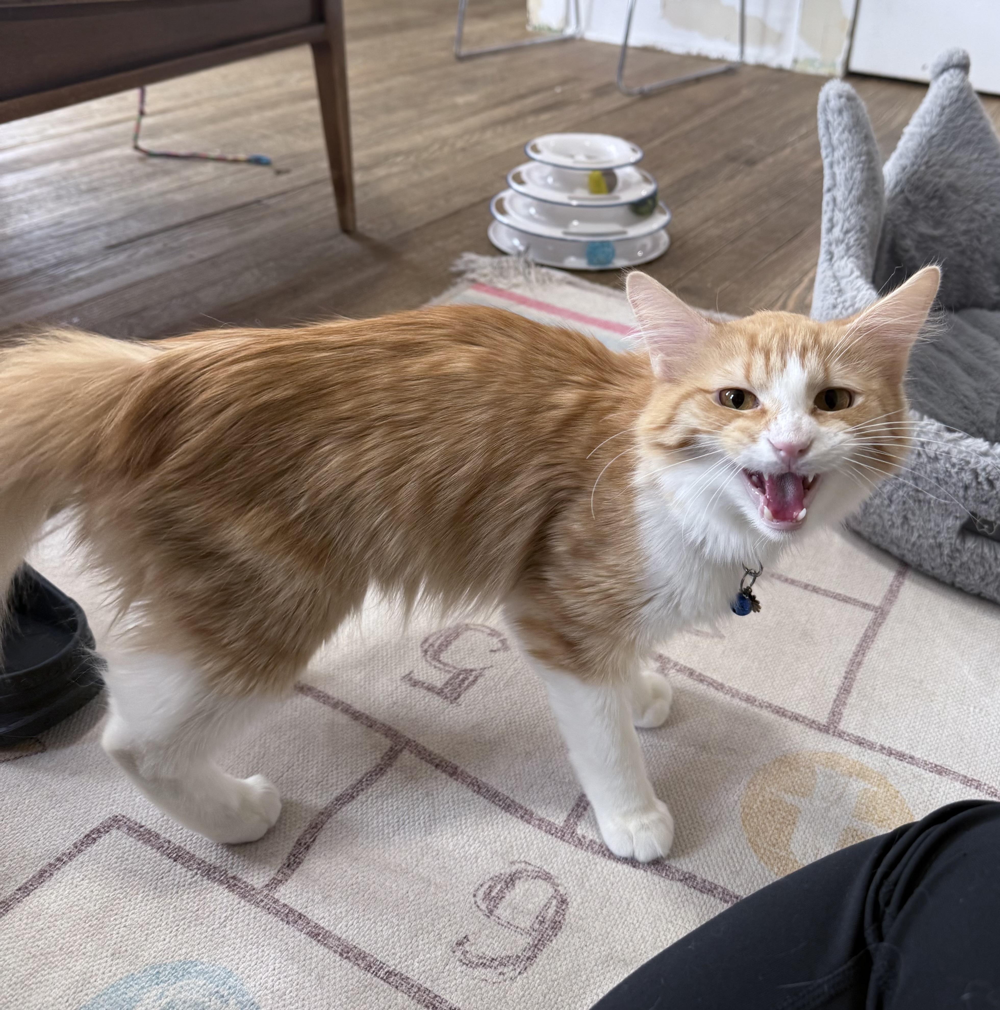 Enlarge Oof, an adopted Domestic Long Hair in Berkeley Springs, WV image 2/4