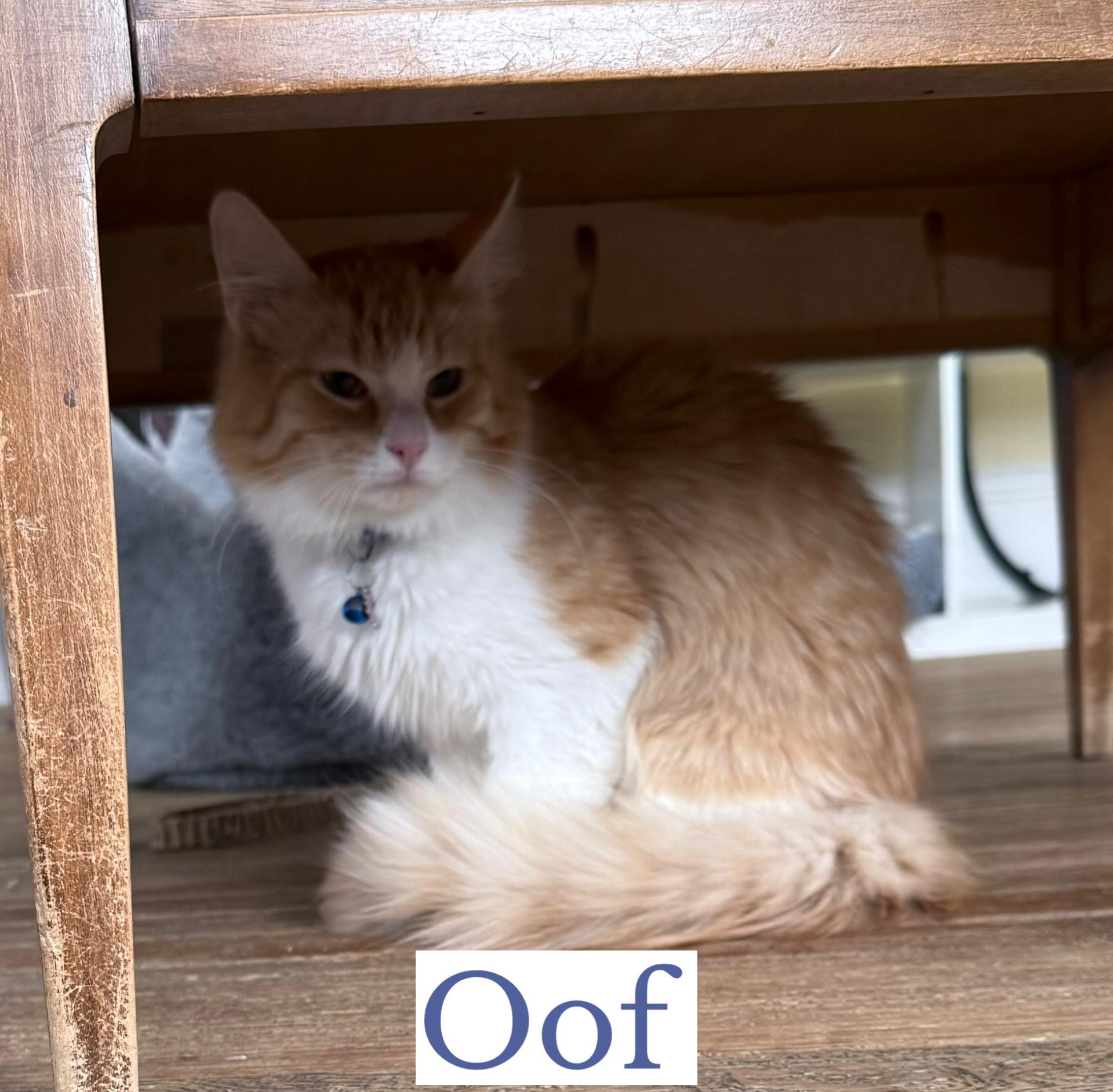Enlarge Oof, an adopted Domestic Long Hair in Berkeley Springs, WV image 4/4