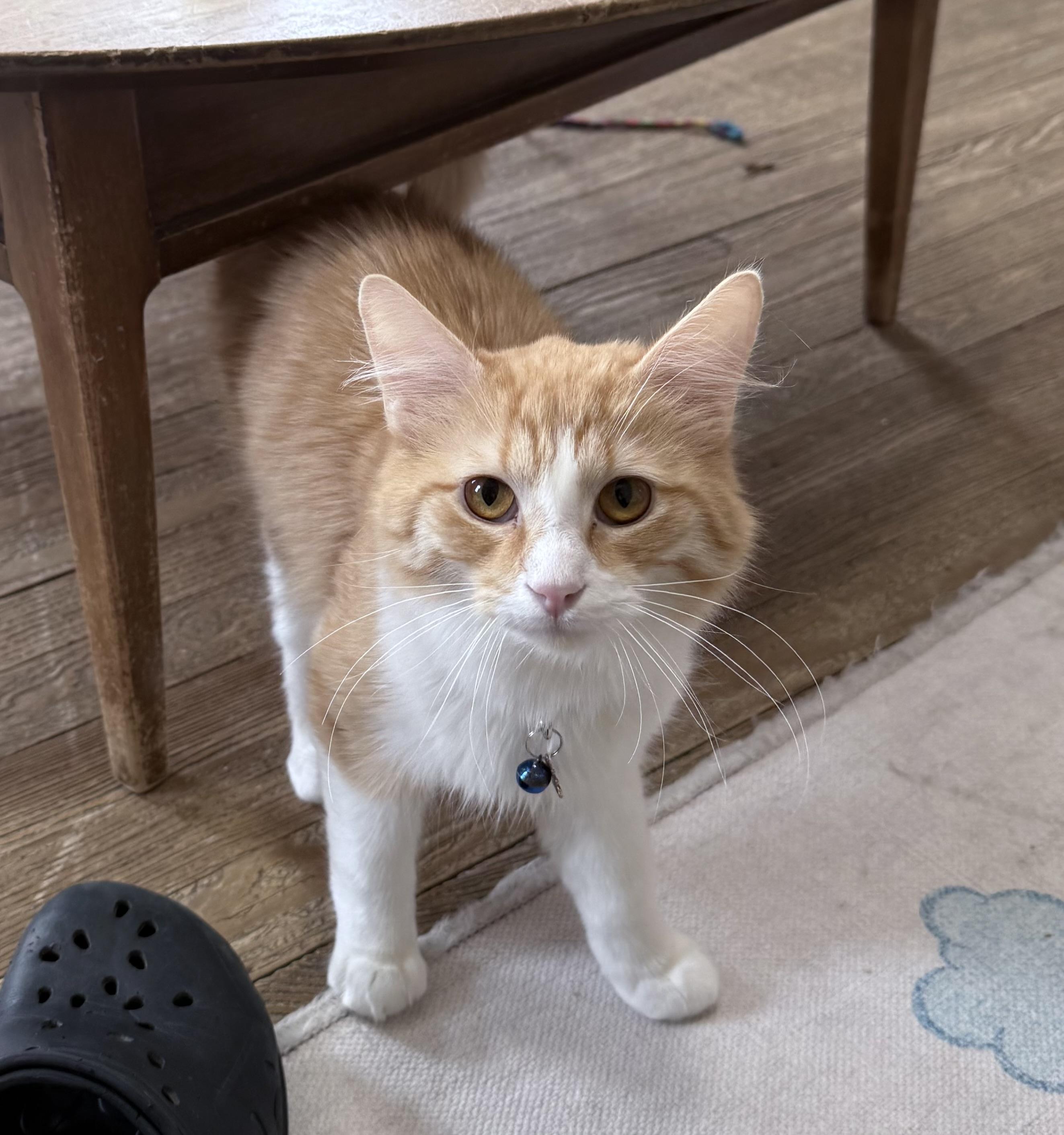 Enlarge Oof, an adopted Domestic Long Hair in Berkeley Springs, WV image 3/4