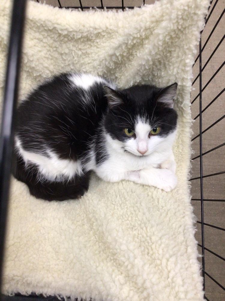 Trixie, Adoptable, Young Female Domestic Short Hair.