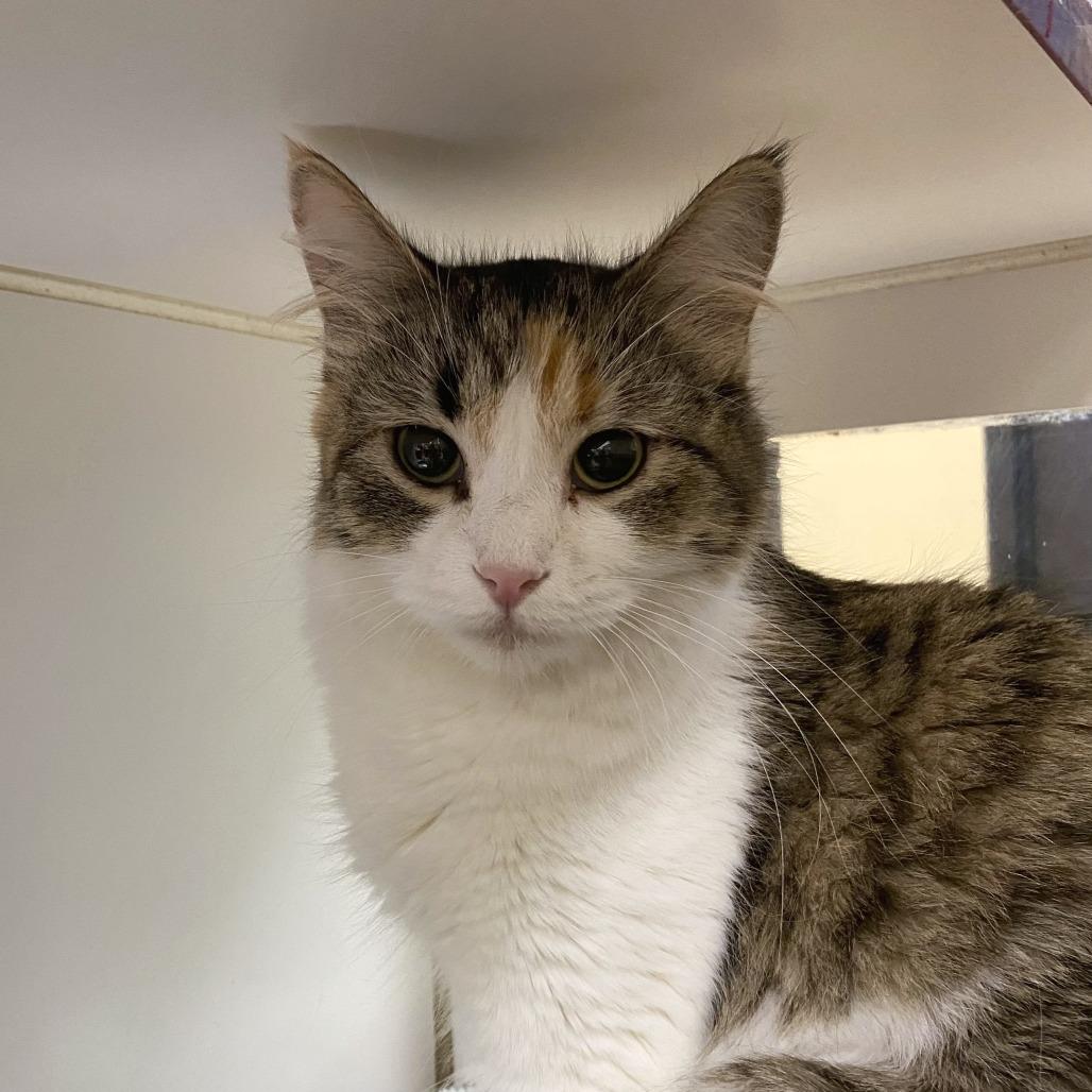 Smores, Adoptable, Adult Female Domestic Short Hair.