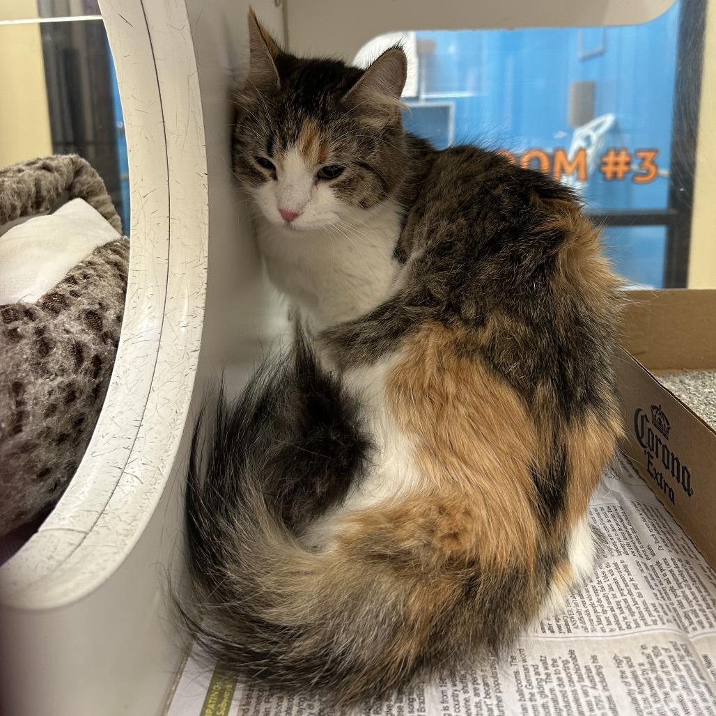Enlarge Smores, a Adoptable Domestic Short Hair in Cheyenne, WY image 2/2