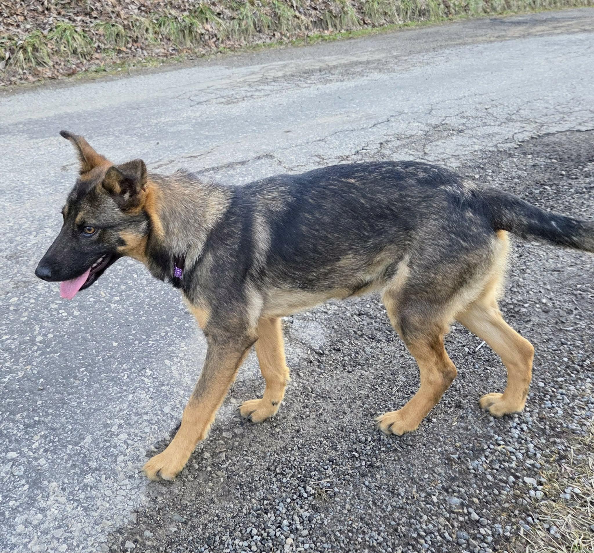 kira, ADOPTABLE, Young Female German Shepherd Dog.