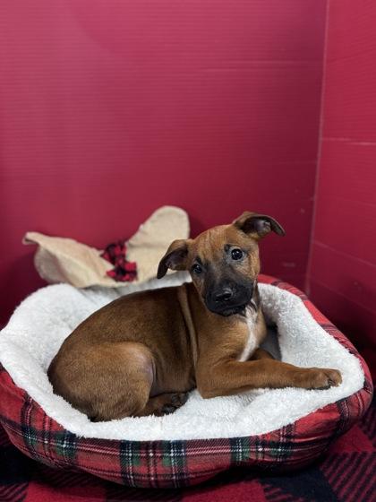 Beau, Adoptable, Puppy Male Mixed Breed & Mixed Breed.