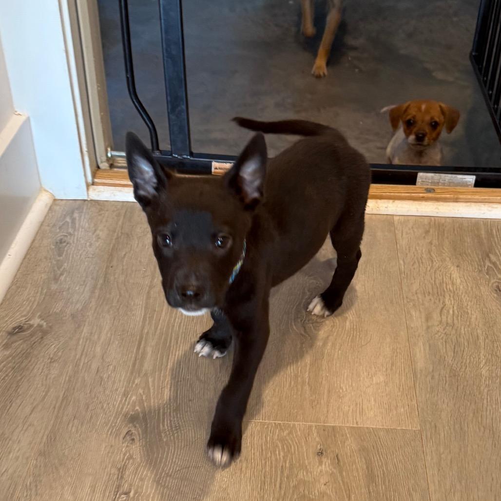 Frank, Adoptable, Puppy Male Mixed Breed.