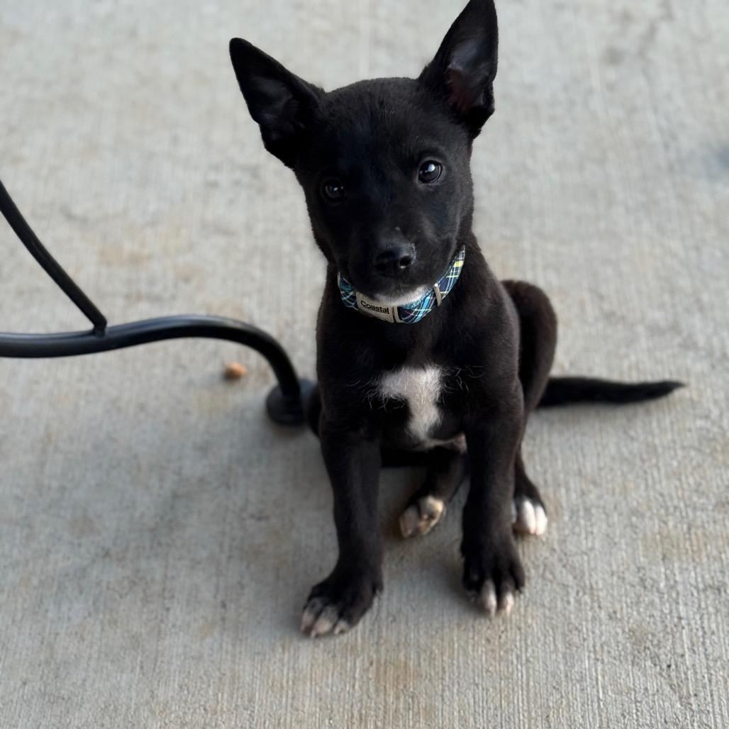 Frank, a Adoptable Mixed Breed in Southside, TN image 3/6