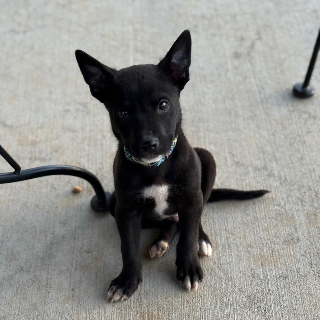 Frank, a Adoptable Mixed Breed in Southside, TN image 5/6