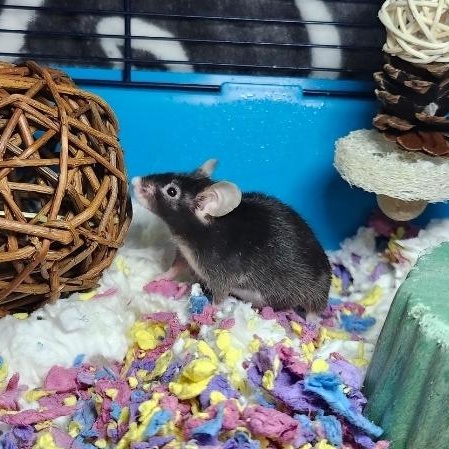 Enlarge Cashew, a Adopted Mouse in West Chester, OH image 4/5