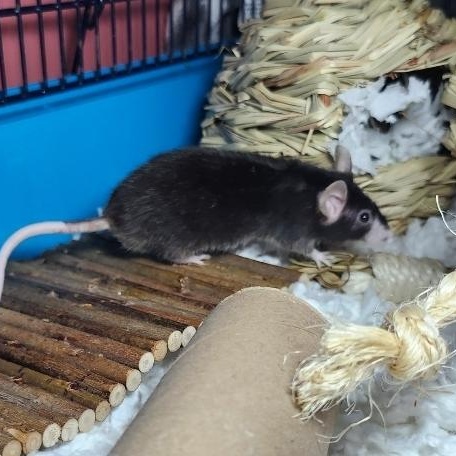 Enlarge Cashew, a Adopted Mouse in West Chester, OH image 5/5