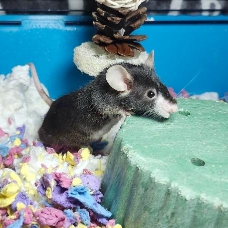 Cashew, Adopted, Young Male Mouse.