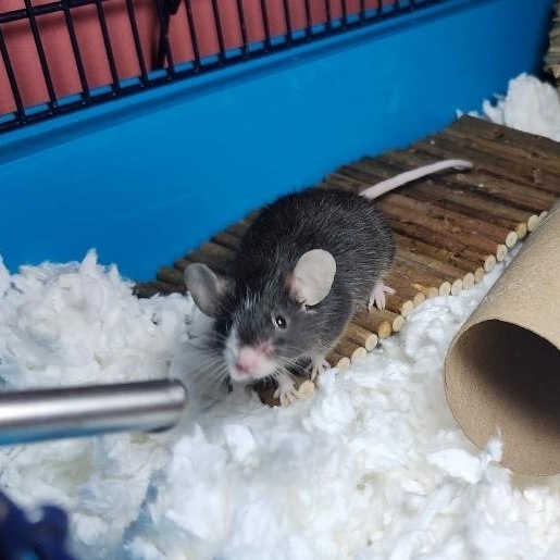 Enlarge Cashew, a Adopted Mouse in West Chester, OH image 3/5