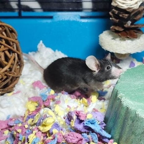 Enlarge Cashew, a Adopted Mouse in West Chester, OH image 2/5