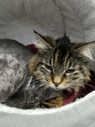 Lego, Adoptable, Senior Female Domestic Long Hair & Domestic Short Hair.
