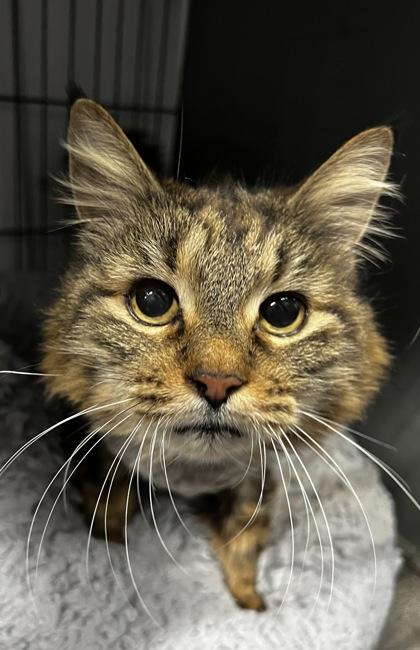 Lego, a Adoptable mixed breed in Simcoe, ON image 1/2