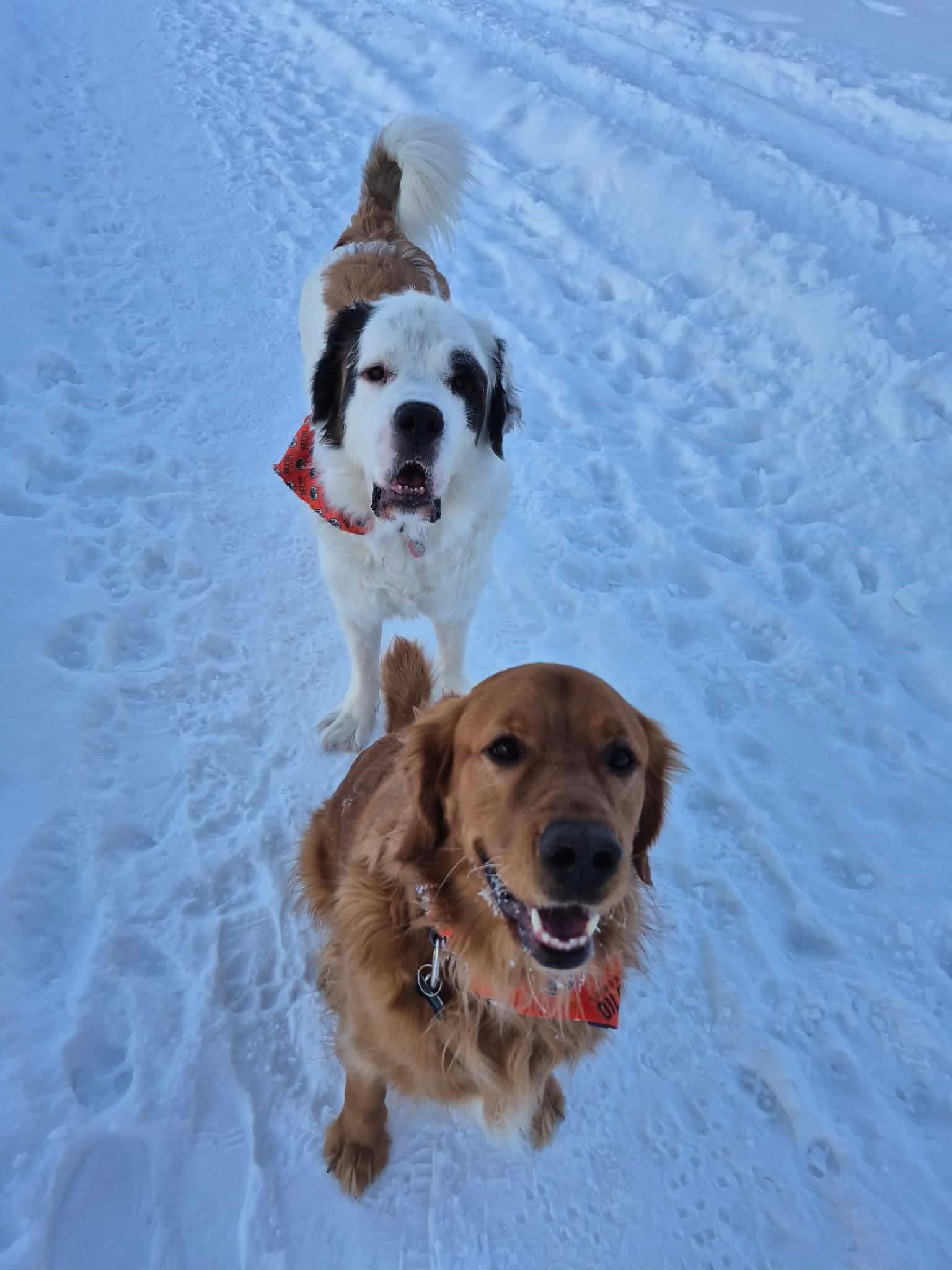 Enlarge Korg, a ADOPTABLE Saint Bernard in Edmonton, AB image 2/5