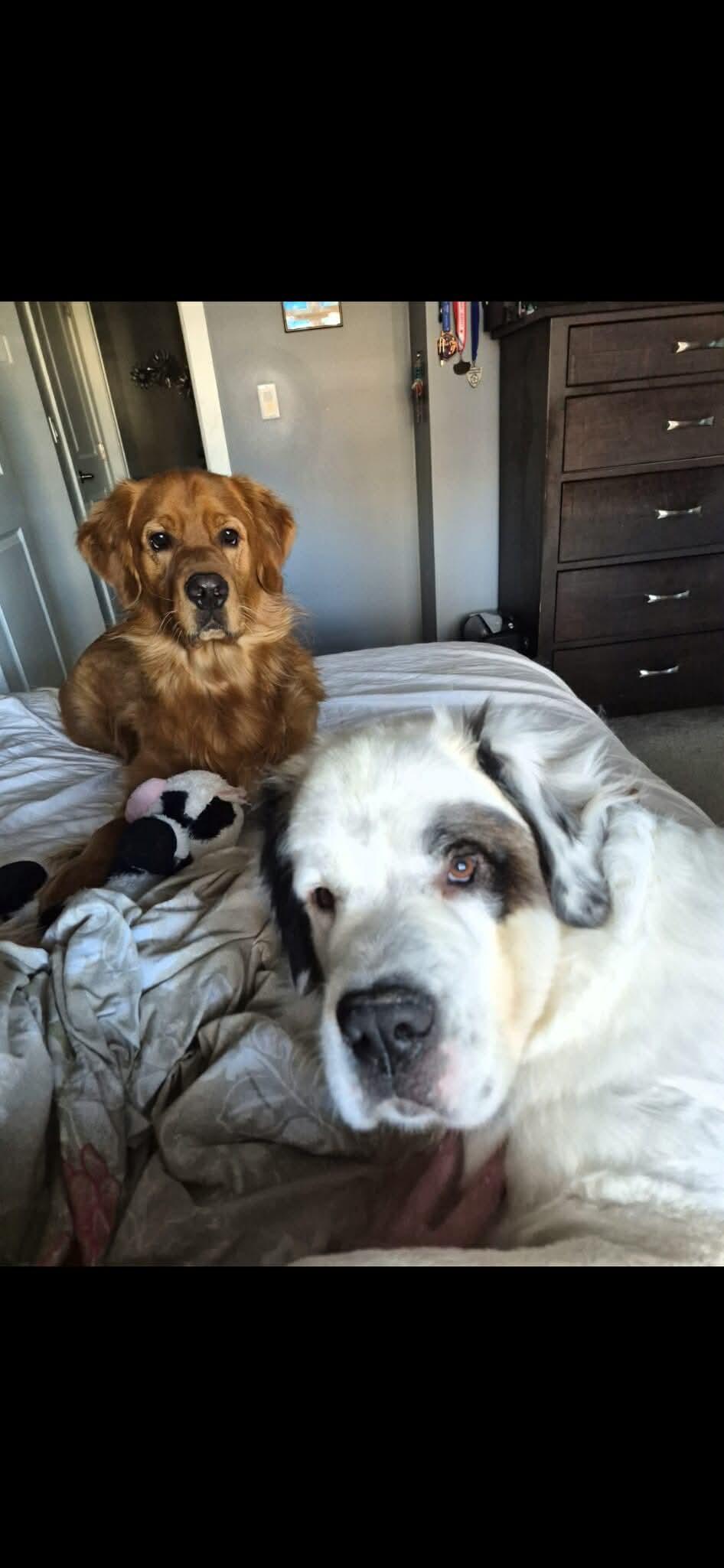 Enlarge Korg, a ADOPTABLE Saint Bernard in Edmonton, AB image 4/5