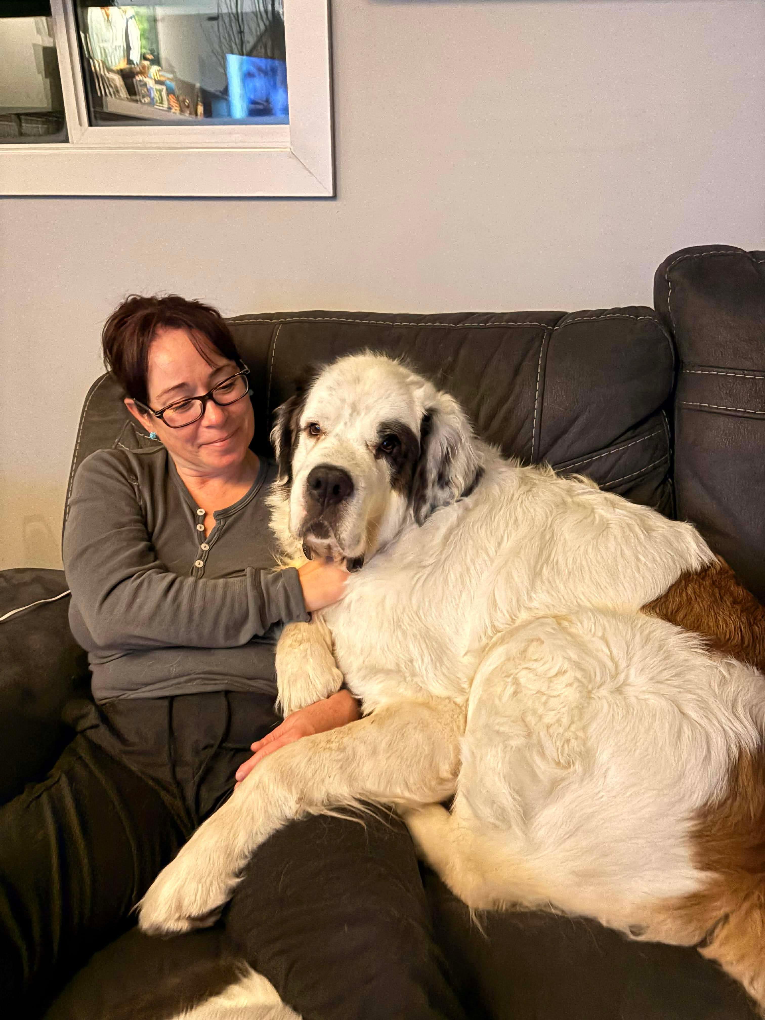 Enlarge Korg, a ADOPTABLE Saint Bernard in Edmonton, AB image 1/5