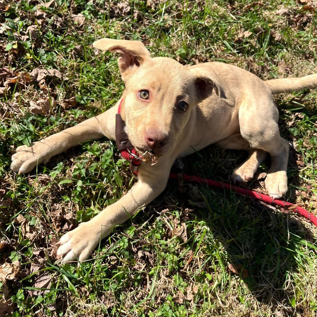 Prancer, Adoptable, Young Female Mixed Breed.