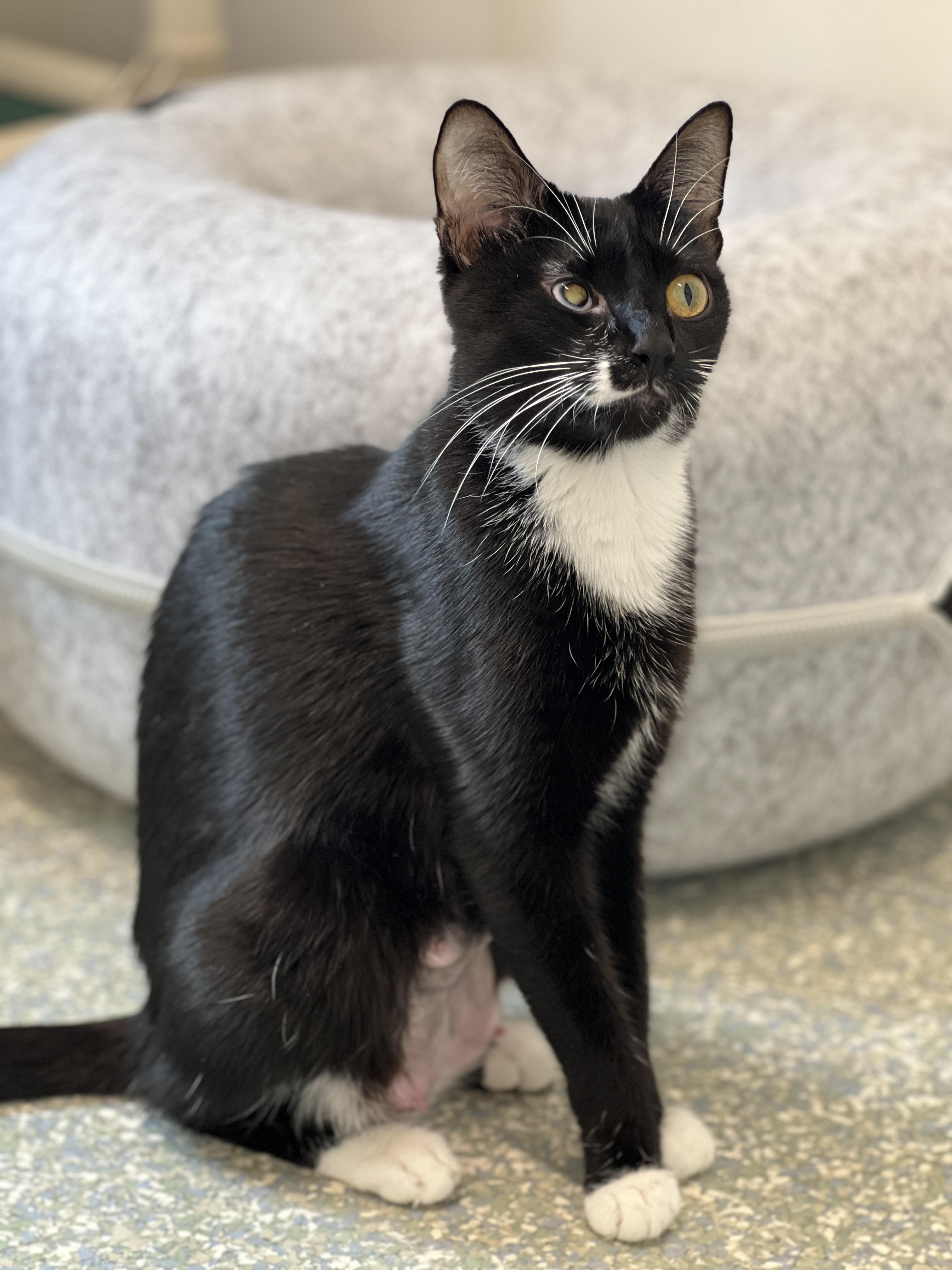 Sundae, ADOPTABLE, Adult Female Domestic Short Hair.