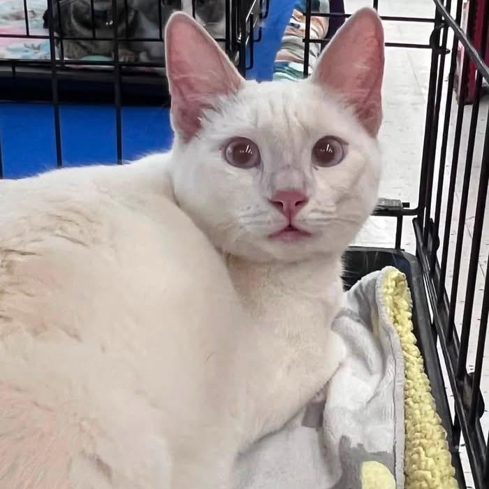 Theia N., adopted, Young Female Domestic Short Hair.