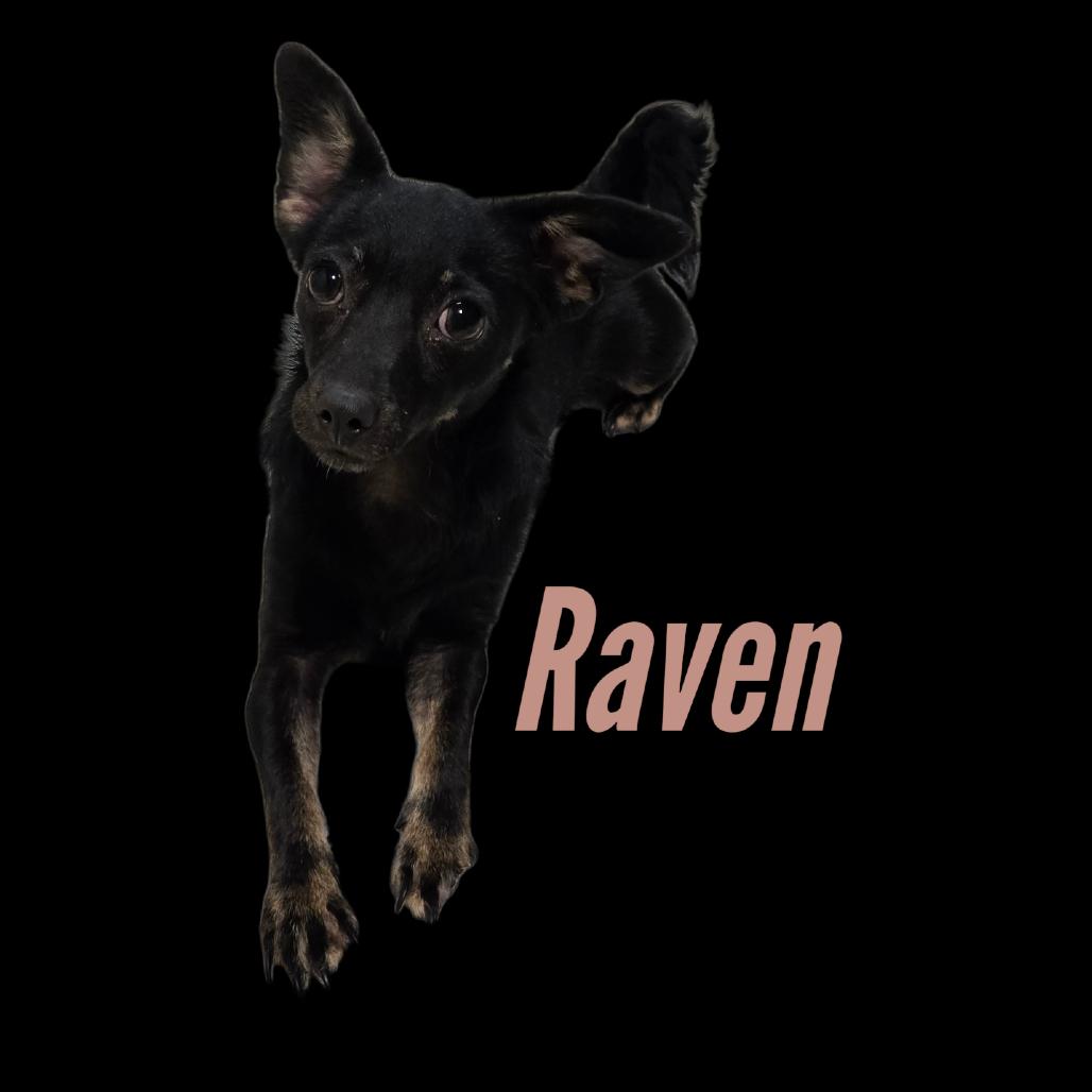Enlarge RAVEN, a Adoptable Chihuahua in Loves Park, IL image 3/3