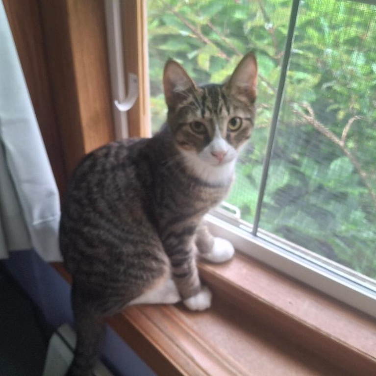 Franklin, Adoptable, Kitten Male Domestic Short Hair.