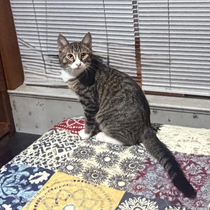 Enlarge Franklin, a Adoptable mixed breed in Homer, MI image 2/5