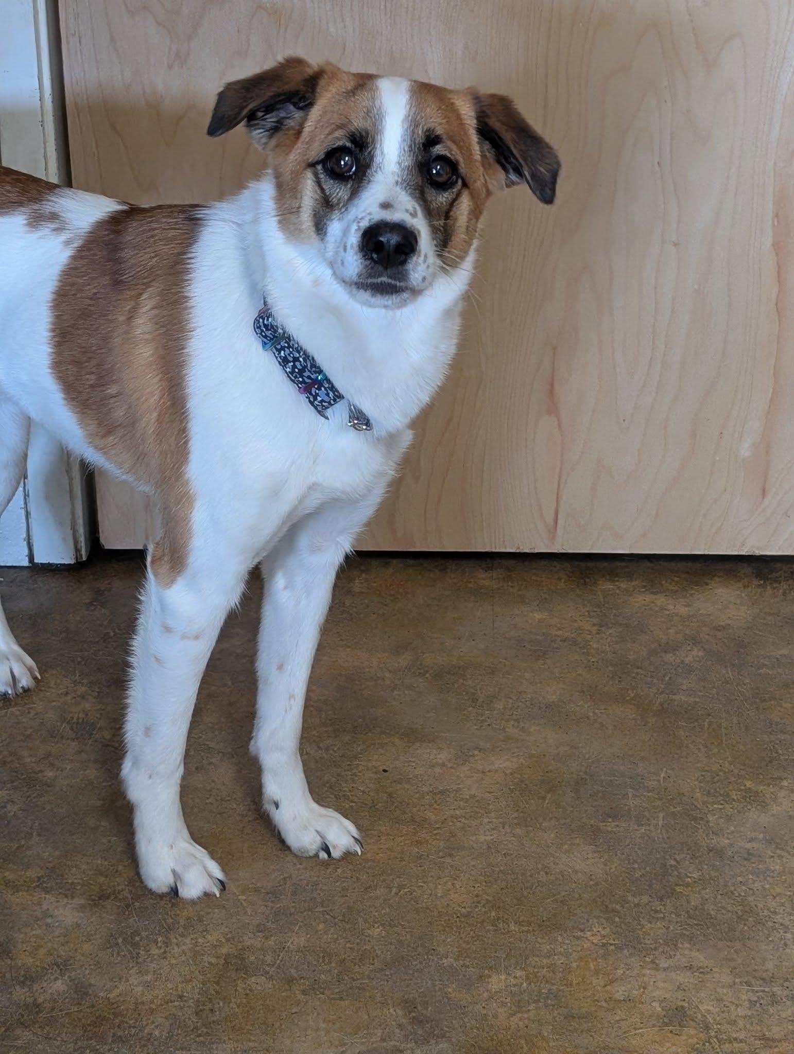 Enlarge Mosey, an adopted mixed breed in Bethel, AK image 2/2