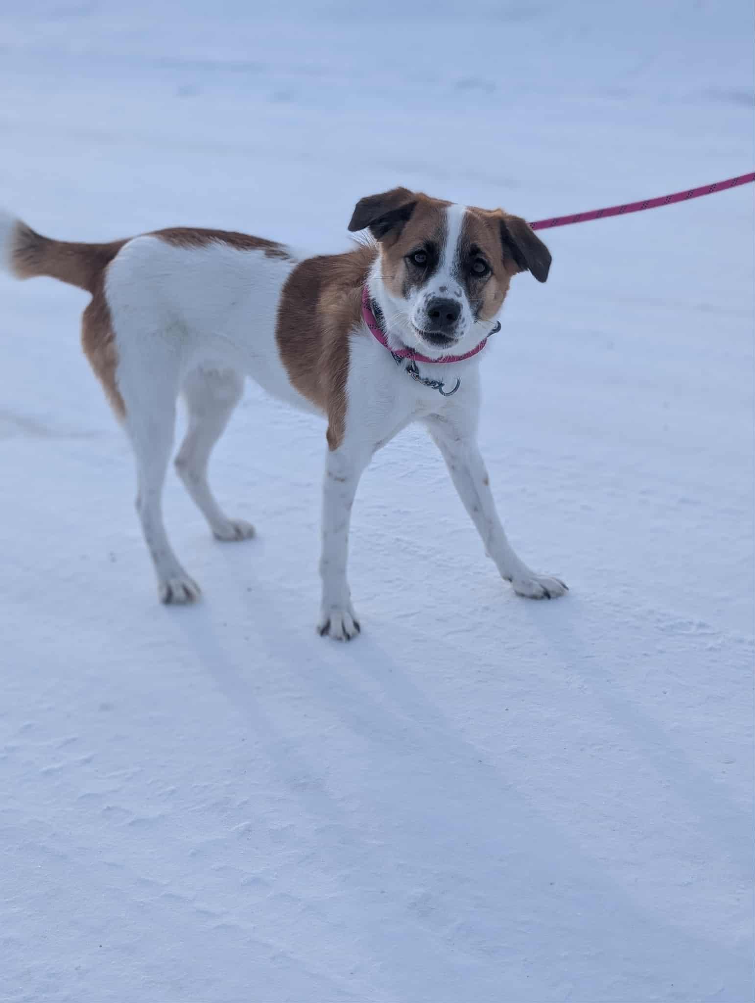 Enlarge Mosey, an adopted mixed breed in Bethel, AK image 1/2