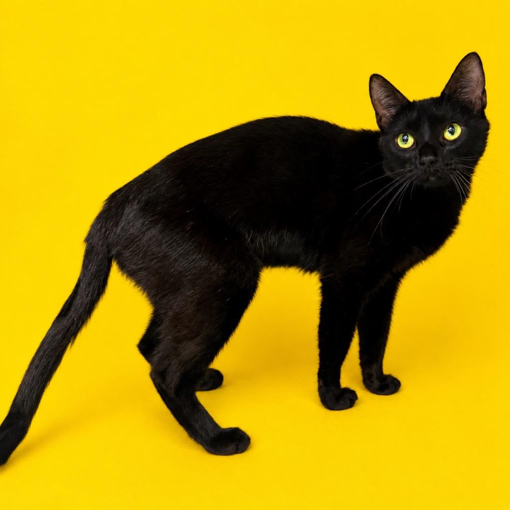 Rebecca, Adoptable, Young Female Domestic Short Hair.