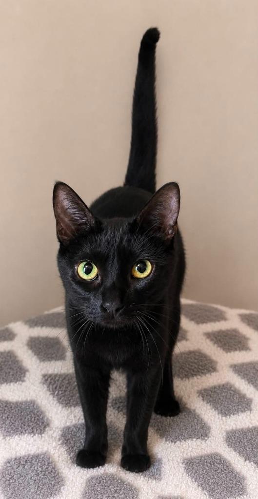 Enlarge Rebecca, a Adoptable mixed breed in Columbia, TN image 2/3