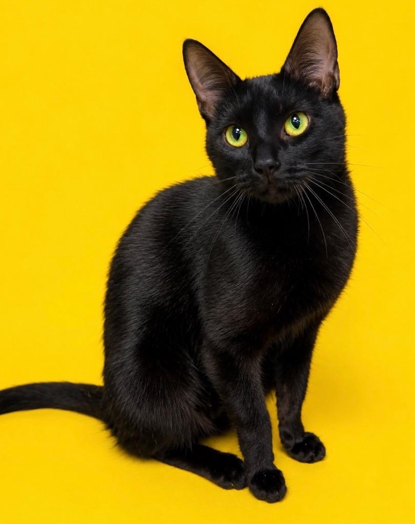 Enlarge Rebecca, a Adoptable mixed breed in Columbia, TN image 3/3