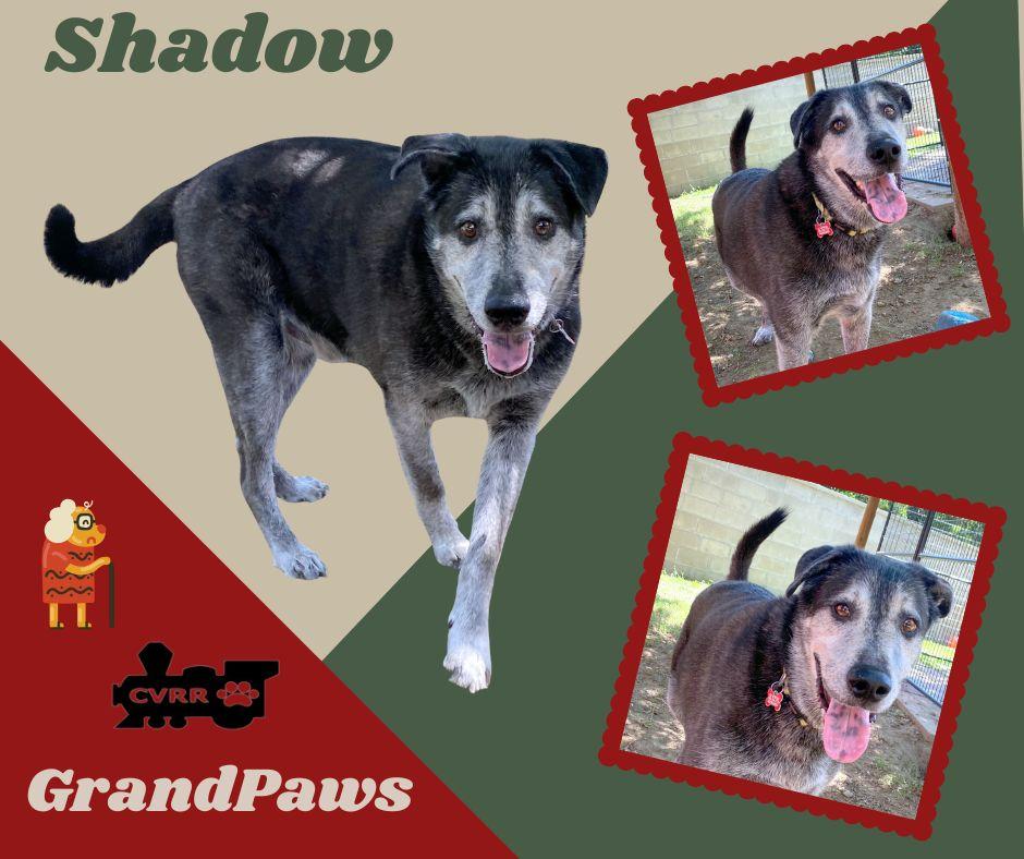 Enlarge Shadow (GrandPaws), a Adoptable Retriever in LINDSAY, CA image 1/3