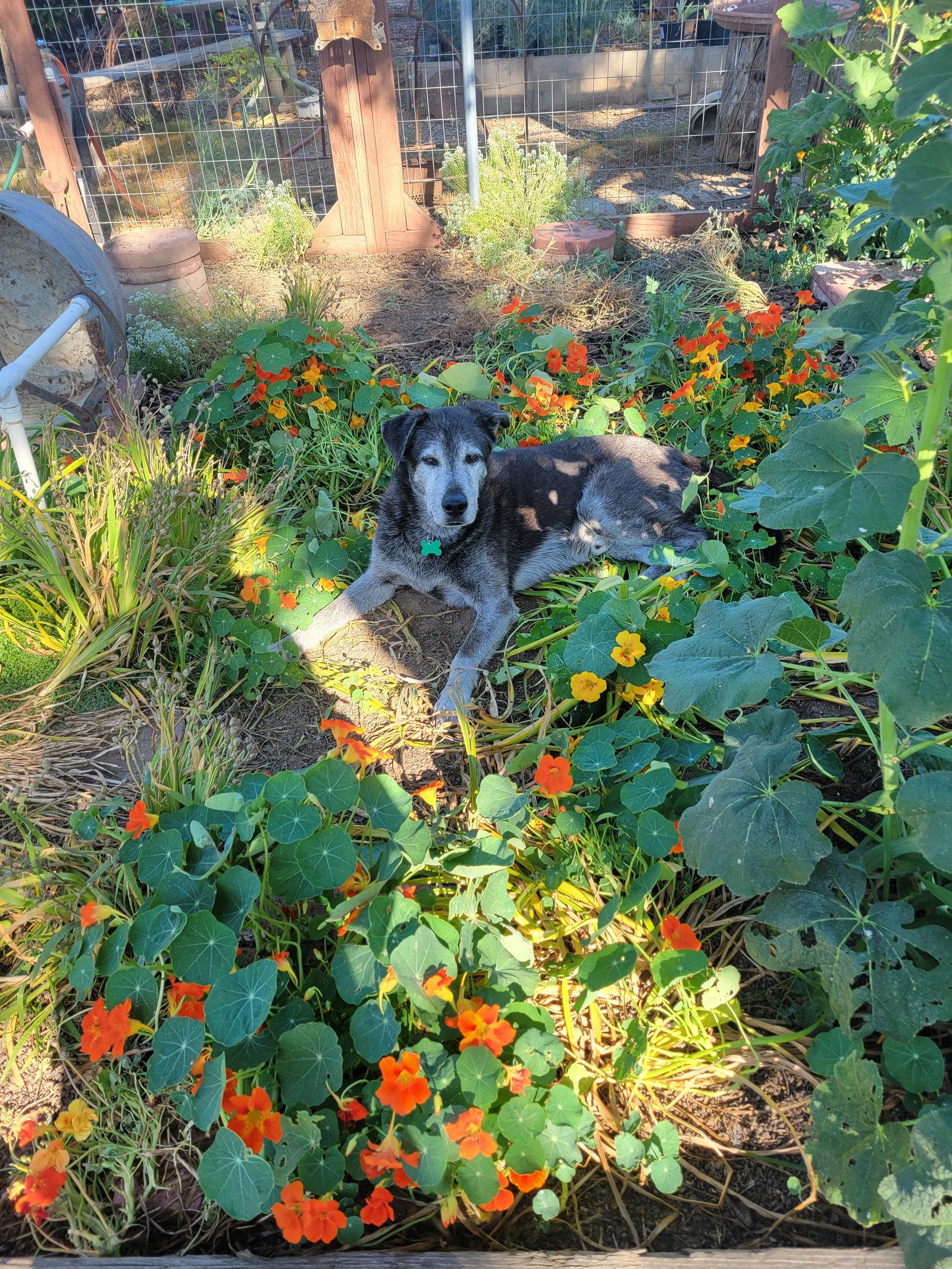 Enlarge Shadow (GrandPaws), a Adoptable Retriever in LINDSAY, CA image 2/3