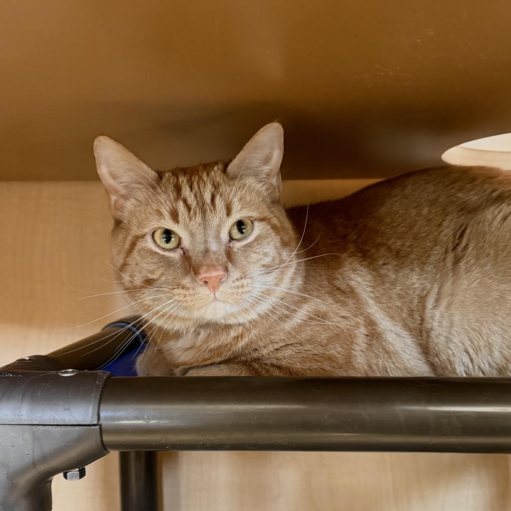 Panini, Adoptable, Adult Male Domestic Short Hair.