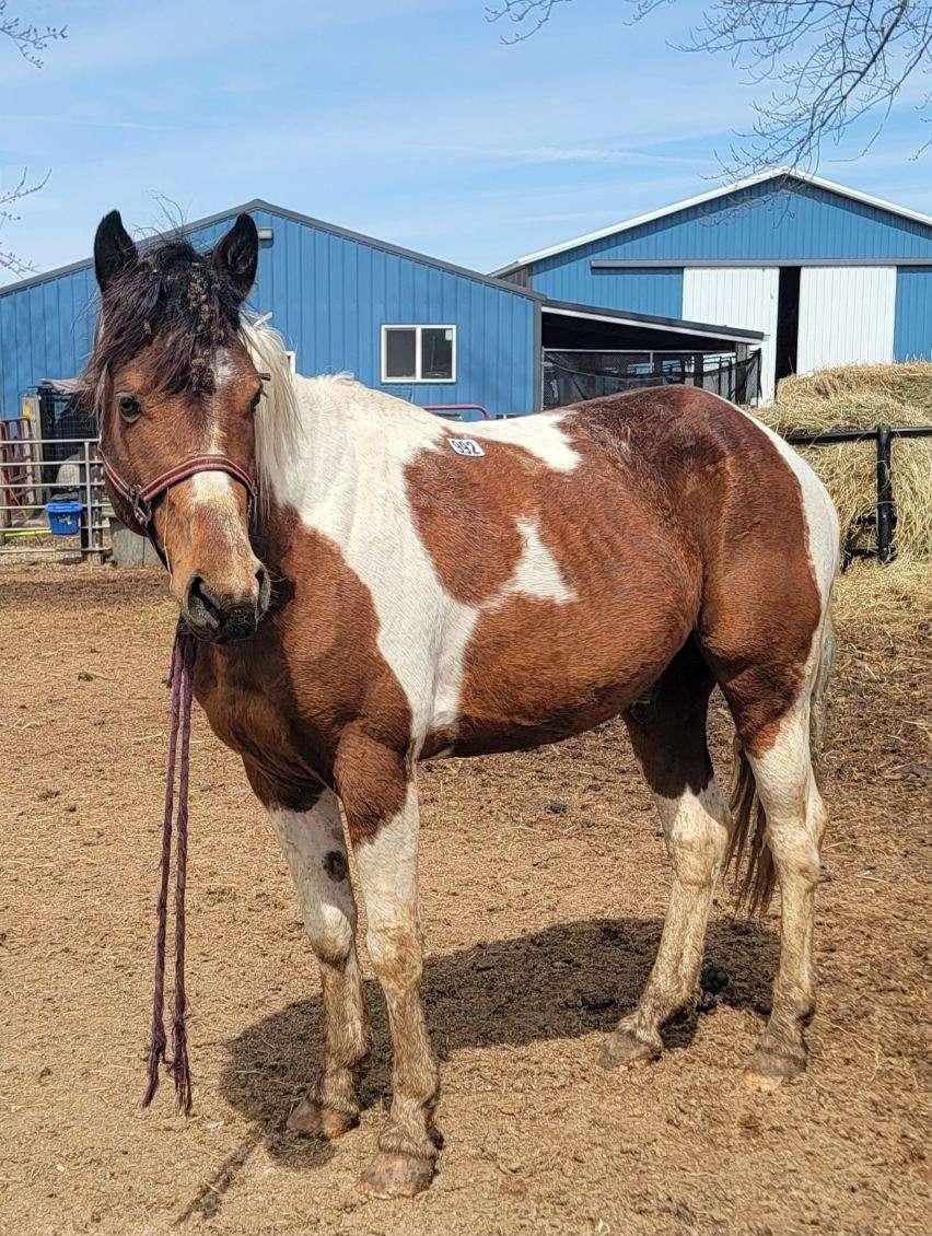 Enlarge Chex, a ADOPTABLE mixed breed in Richland Center, WI image 2/3