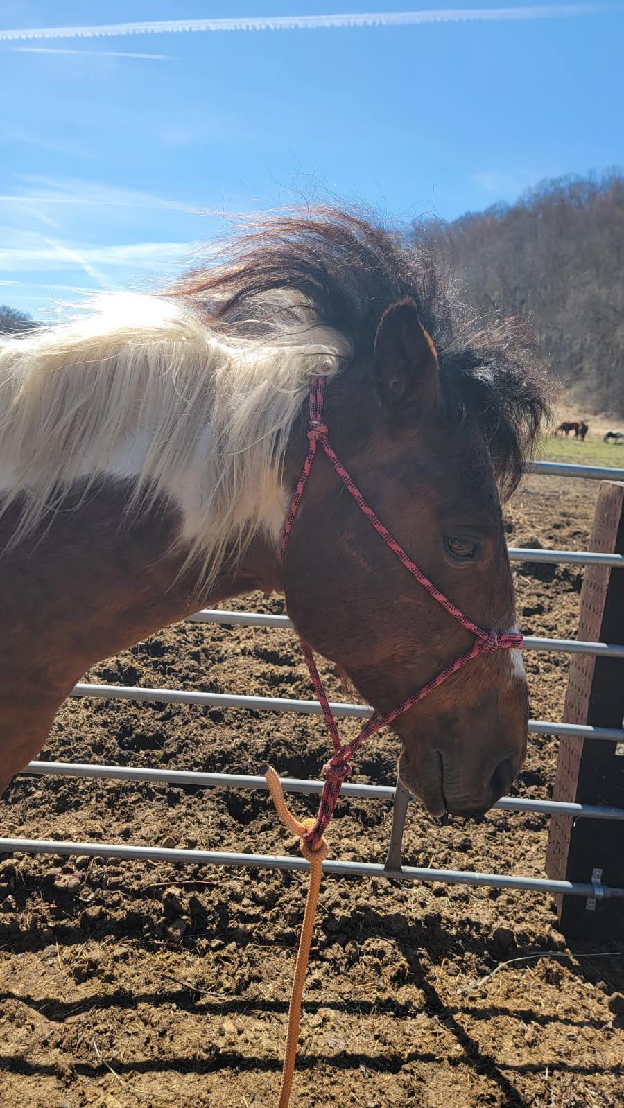 Enlarge Chex, a ADOPTABLE mixed breed in Richland Center, WI image 1/3