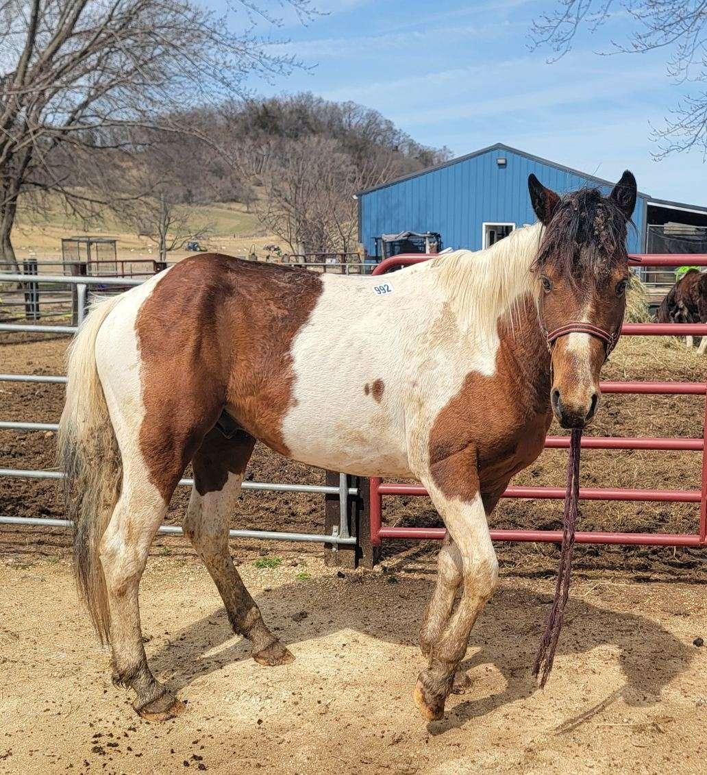 Enlarge Chex, a ADOPTABLE mixed breed in Richland Center, WI image 3/3