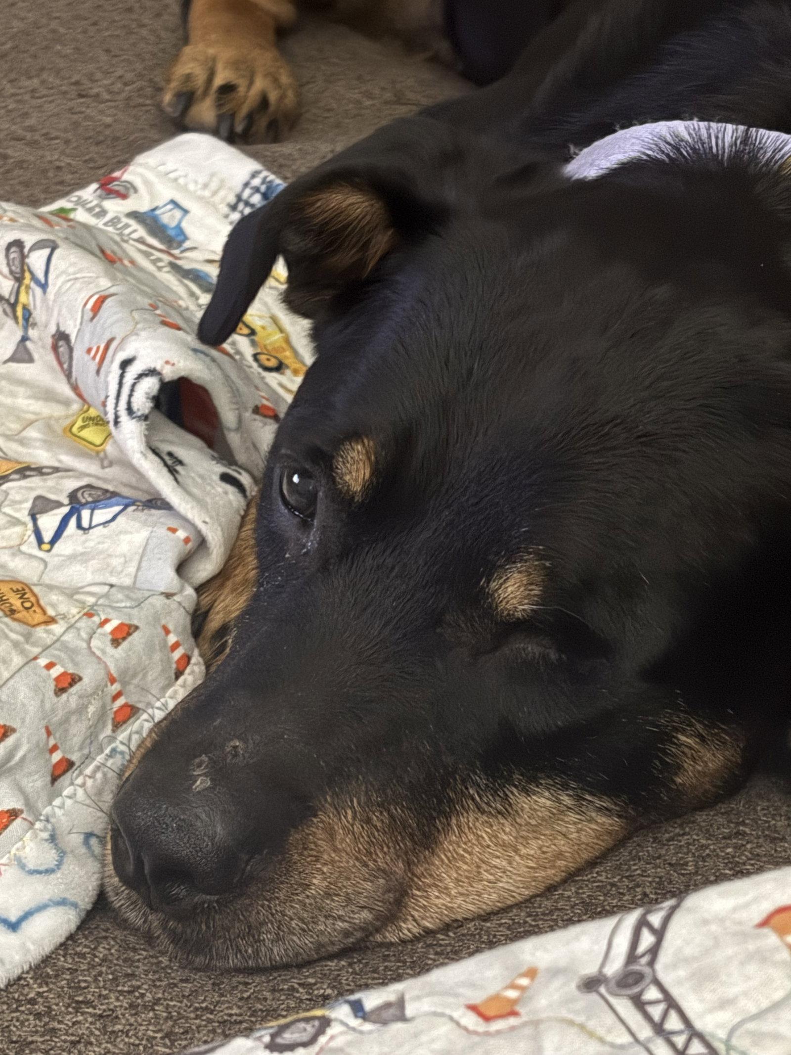 Brandie, Adoptable, Adult Female Rottweiler.
