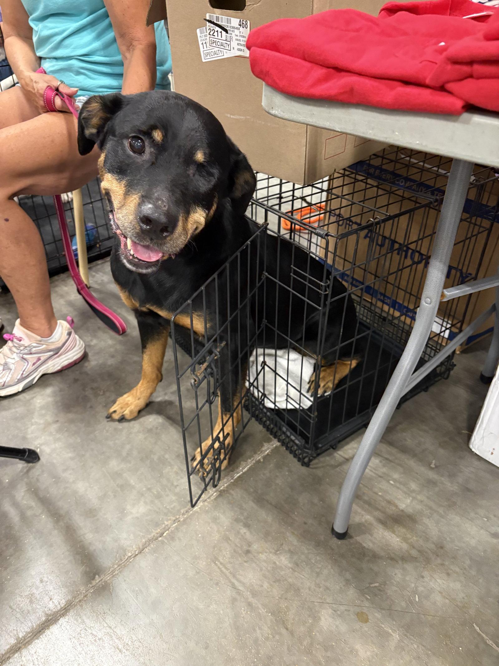 Enlarge Brandie, a Adoptable Rottweiler in St. Louis, MO image 2/3
