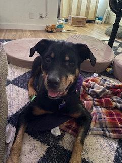 Enlarge Brandie, a Adoptable Rottweiler in St. Louis, MO image 3/3