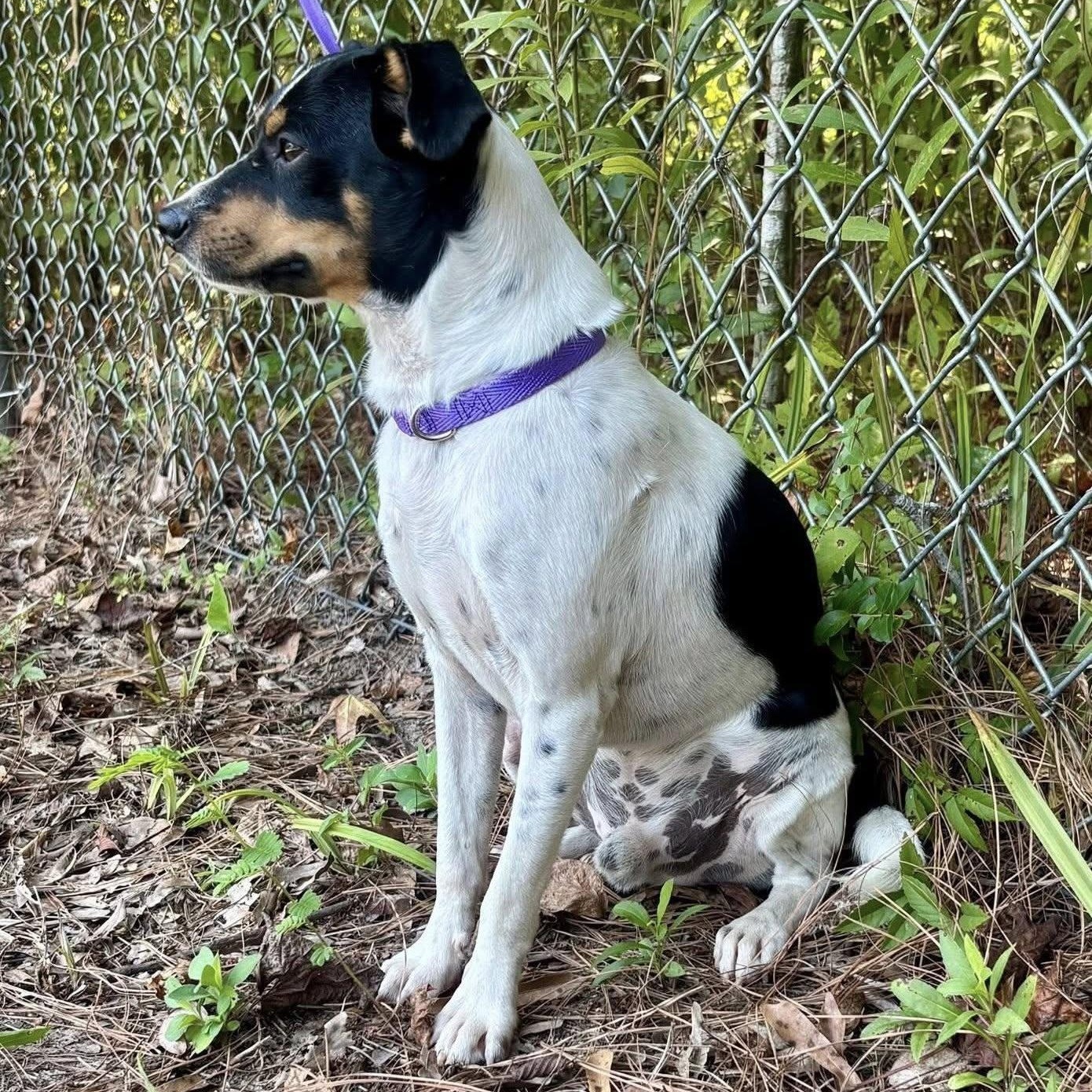 Buck, a Adoptable mixed breed in Winnfield, LA image 1/2