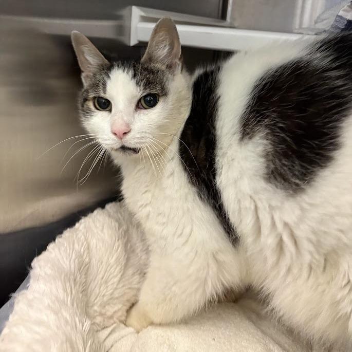 Enlarge Cartman, a Adoptable Domestic Short Hair in Pittsburgh, PA image 1/6